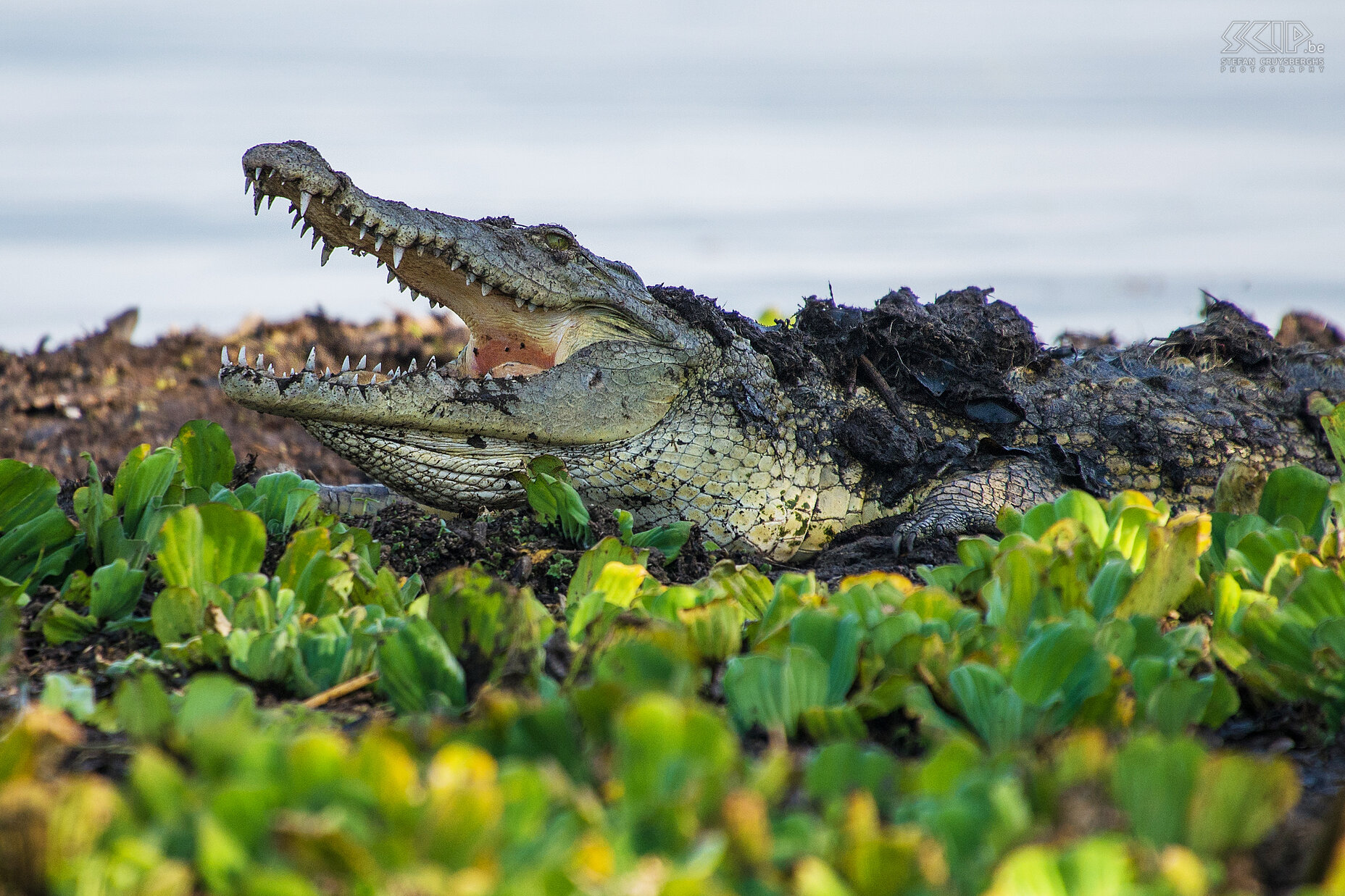 Lake Chamo - Nile crocodile  Stefan Cruysberghs